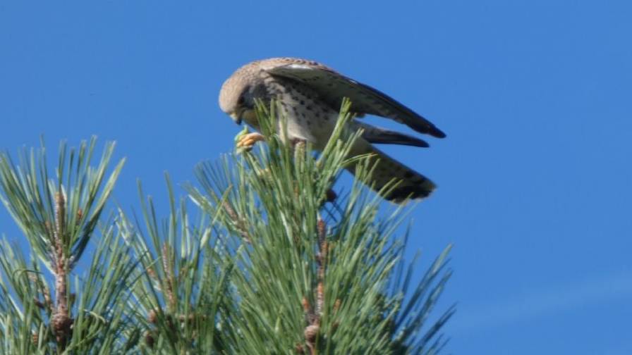 Ospite in giardino