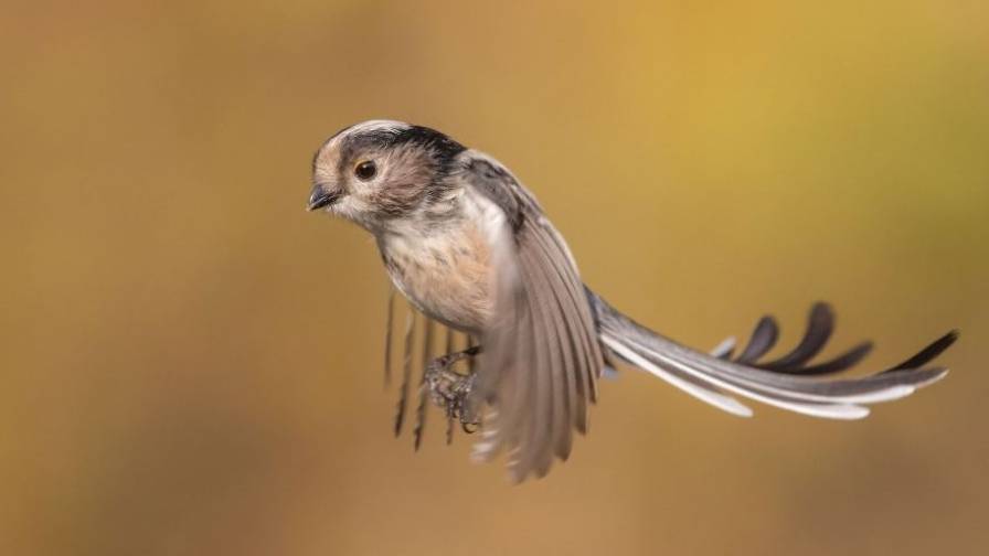 Codibugnolo e maggiociondolo