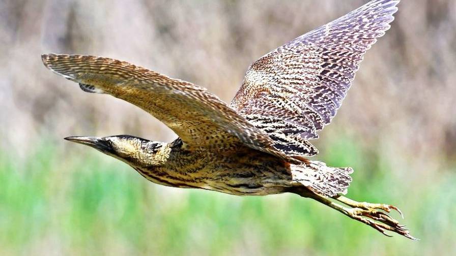 Anche le foglie se c'� silenzio raccontano