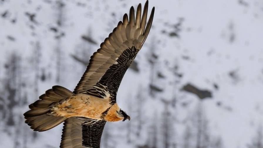 Birdwatching in ambienti degradati