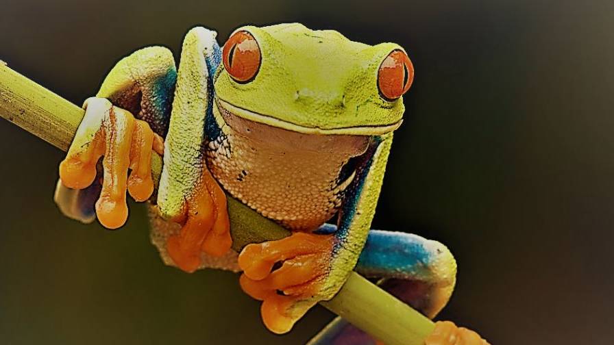 E gracid� nel bosco la cornacchia