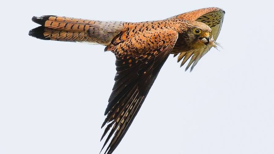 Beccaccini d'autunno