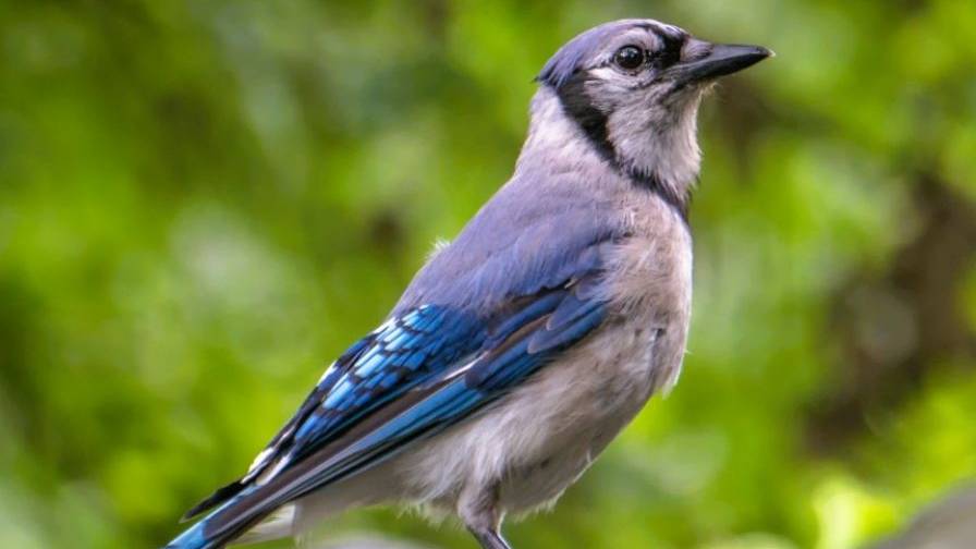 Le piume azzurre della ghiandaia