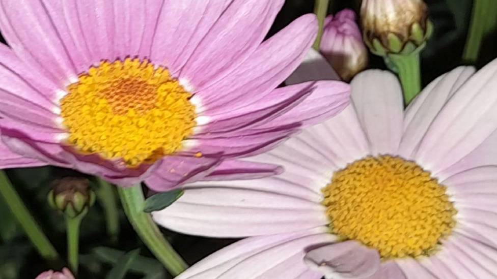 Artefici di se stessi.