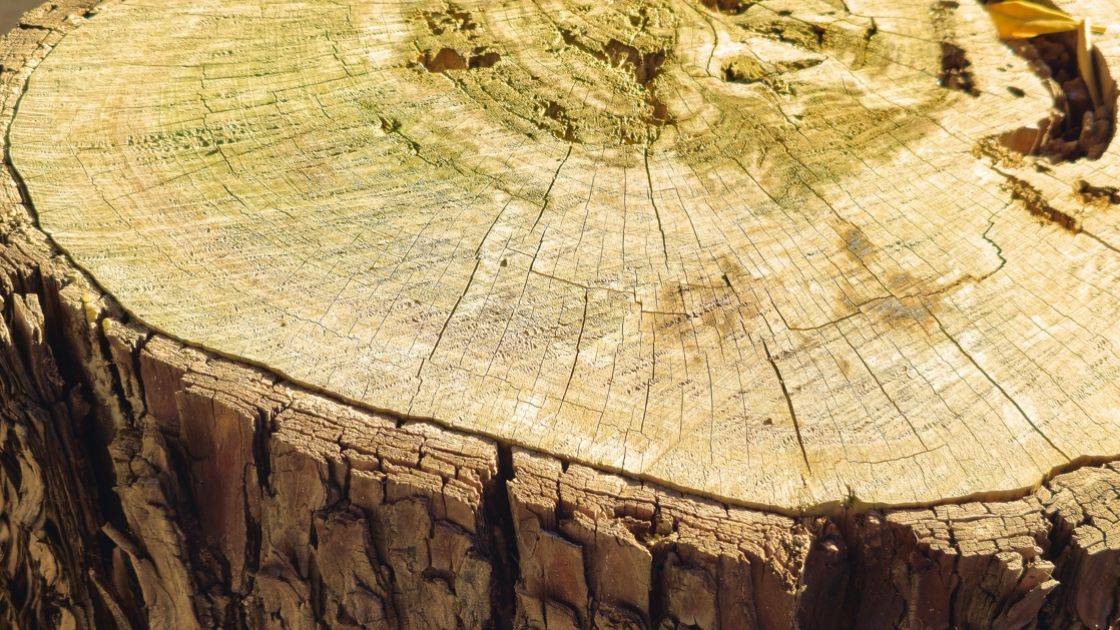 633 - Strampalato batrace