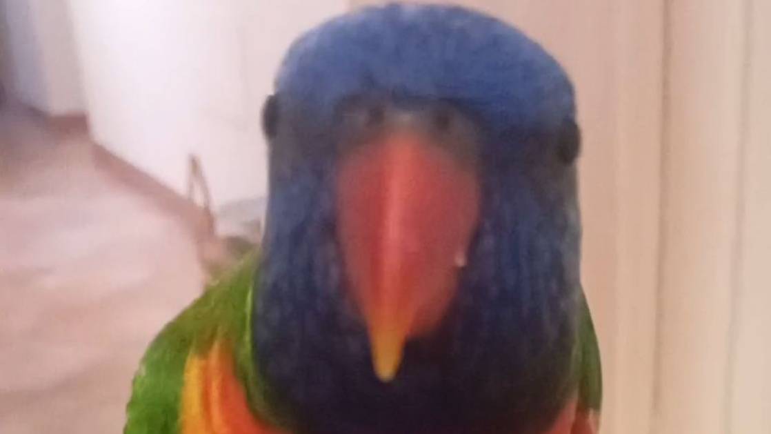 Toc toc,  permiessso?