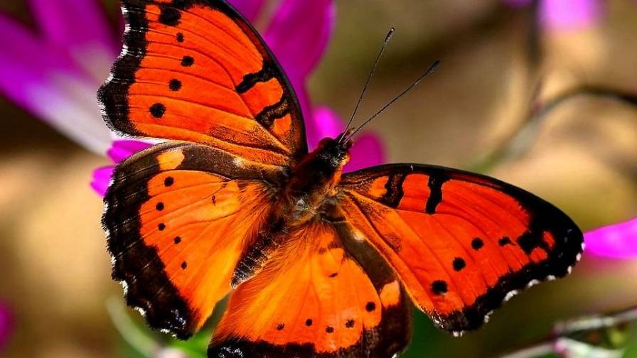 Ai giorni che verranno