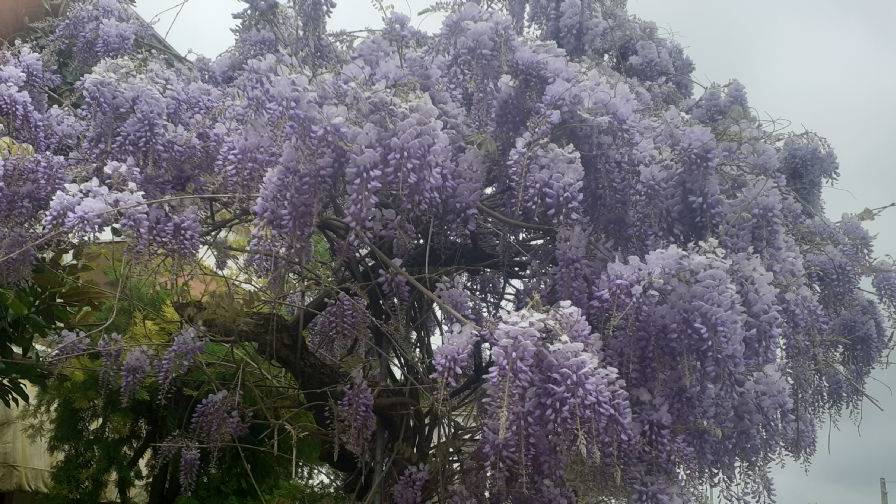 Nel giardino dei sensi