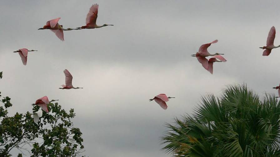 Dove tornano i fenicotteri
