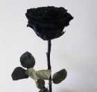 Immagine di Riccardo P.