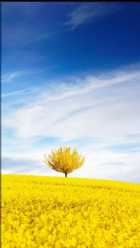 Immagine di Luminare94