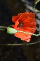 Immagine di Donna Laura