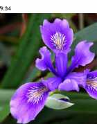 Immagine di Iris Always