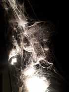 Immagine di Walter66