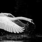 Immagine di Cigno del baratro