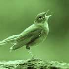 Immagine di Nightingale