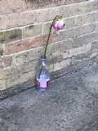 Immagine di Stellefilantiintesta