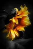 Immagine di Girasole solitario