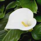 Immagine di Callabianca72