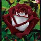 Immagine di Giovanna M. R.