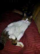 Immagine di rav 5 5 5 .-_