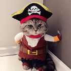 Immagine di Mirtillo Quantico