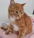 Immagine di IncompresA_1993