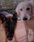 Immagine di allaricercadiunnome