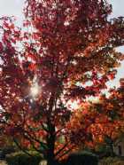 Immagine di Lucrezia Piccini