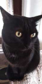 Immagine di a_gliatta_nera