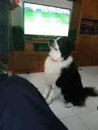 Immagine di IL FALKO