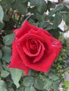 Immagine di Notte di Sole