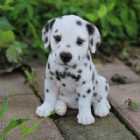 Immagine di gabriellaa