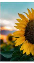 Immagine di Lamareamiportavia