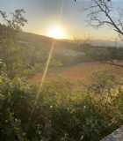 Immagine di Gufosolitario