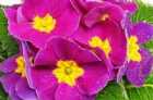 Immagine di primula