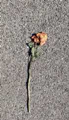 Immagine di tagliols