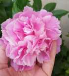 Immagine di libellula viola