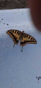 Immagine di salazar10