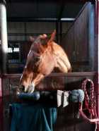 Immagine di mattelabby