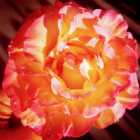 Immagine di Moonrise