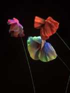 Immagine di Lucrezia-