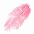 Immagine di PiumaRosa