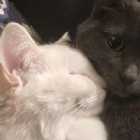 Immagine di Natale Bonagiunta