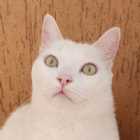 Immagine di amicodipenna