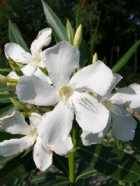 Immagine di OleandroBianco