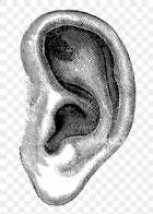 Immagine di Luce Meraviglia