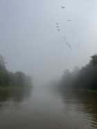 Immagine di Poeta estinto