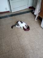 Immagine di ginger97