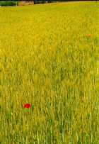 Immagine di Rouge